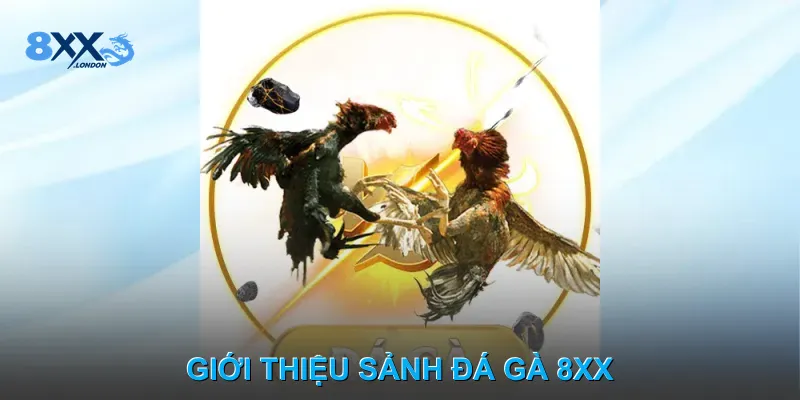 Giới thiệu sảnh Đá gà 8XX